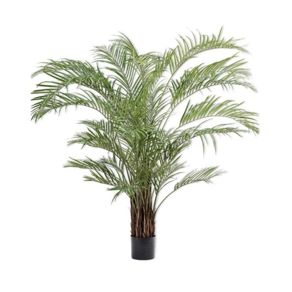 Kentia Palm Green 230cm - Indoor Plant