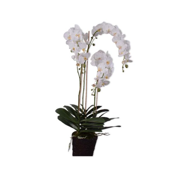 Exotic Orchid Plant 128cm - Symbol of Beauty & Love