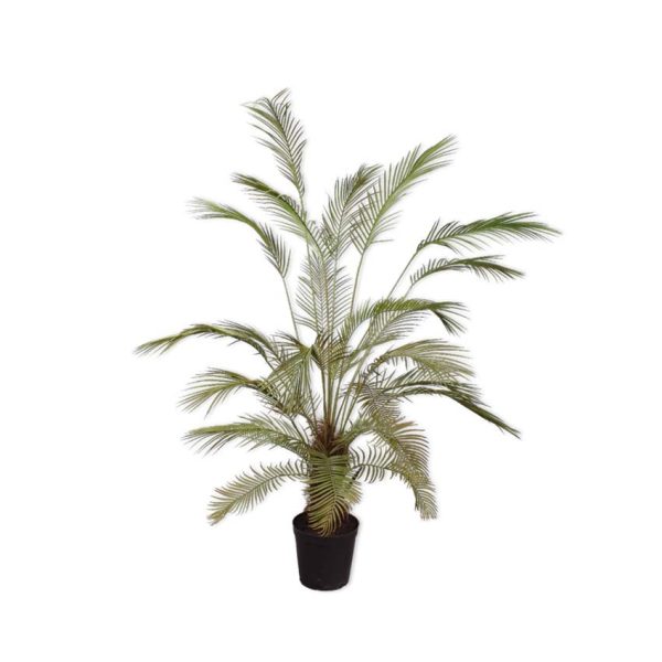 Palm Green 182cm - Tropical Indoor Plant