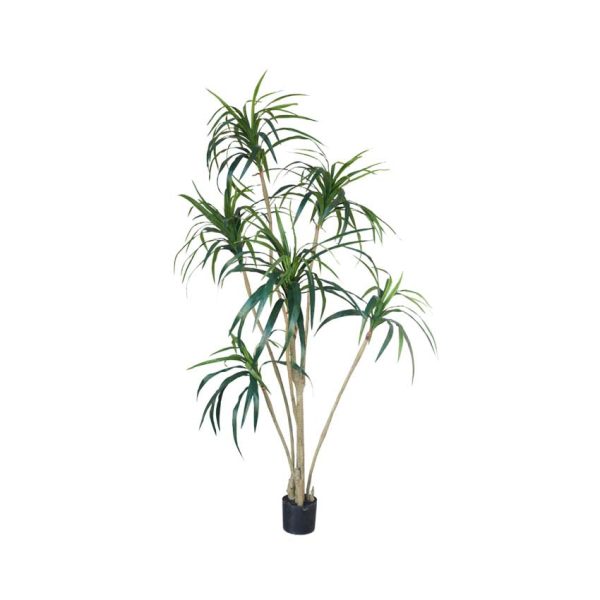 Yucca Green 213cm - Tall Indoor Plant with Sword-like Leaves