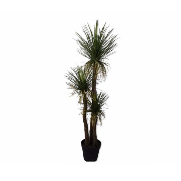 Yucca Green 180cm - Palm Lily Plant with Cassava-like Roots