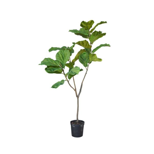 Ficus Green 151cm - Sacred Tropical Fig Tree for Indoor & Outdoor Spaces